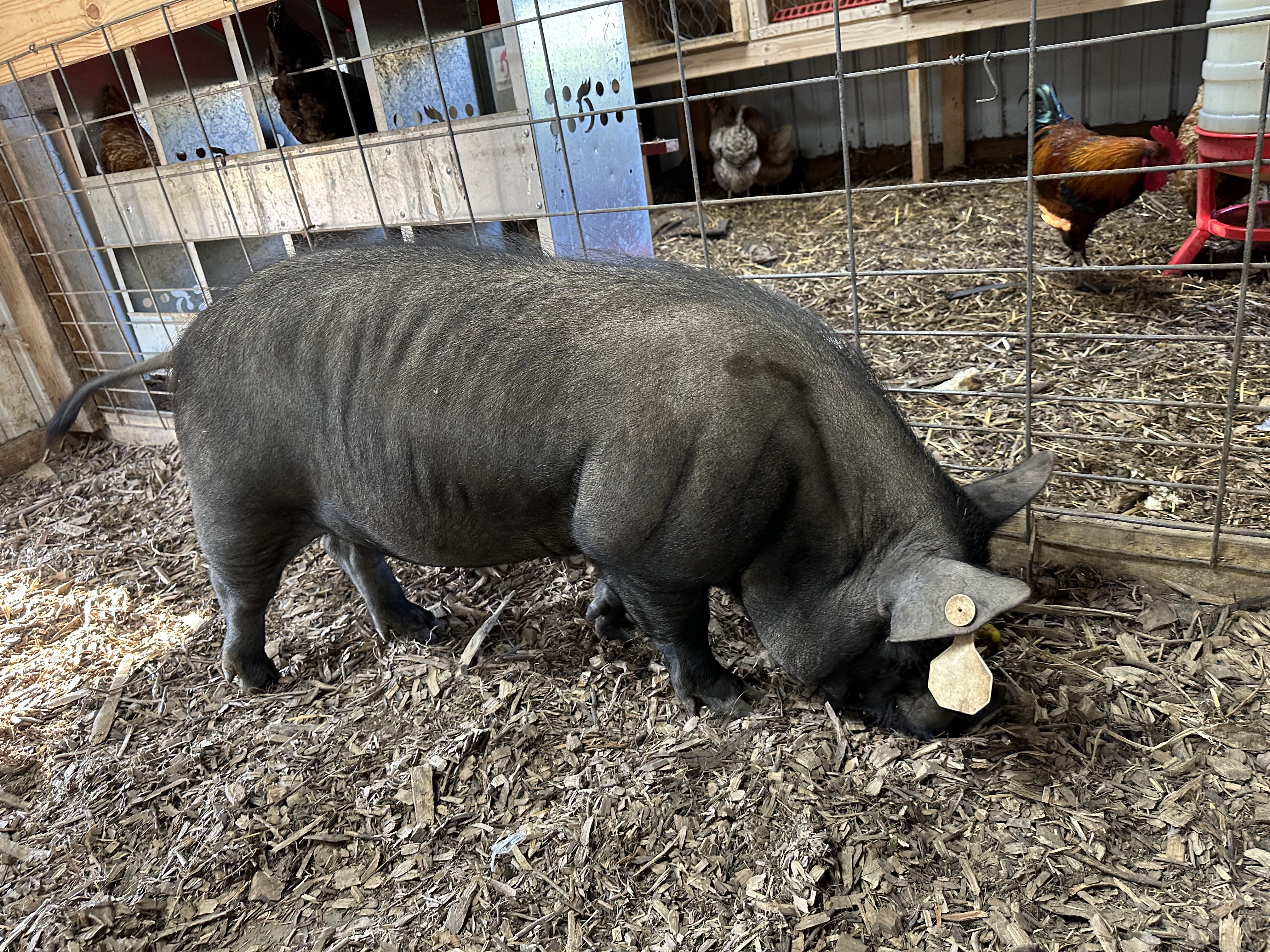 From Backyard Pork to Feeding the Community: A DaleWood Farms Talk